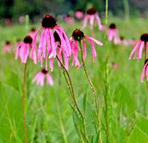 Grant_Flower_2 Grant_Flower_2