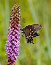 Grant_Flower_3 Grant_Flower_3