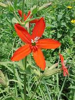 Grant_Flower_4 Grant_Flower_4