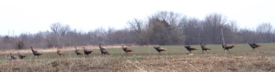 Trails_Turkeys Trails_Turkeys